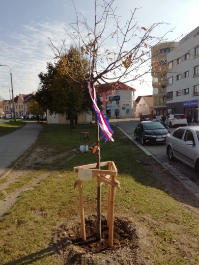 RADAMBUK zasadil v Českých Budějovicích dne 23. 10. 2018 lípu – Strom svobody - RADAMBUK | Rada dětí a mládeže Jihočeského kraje
